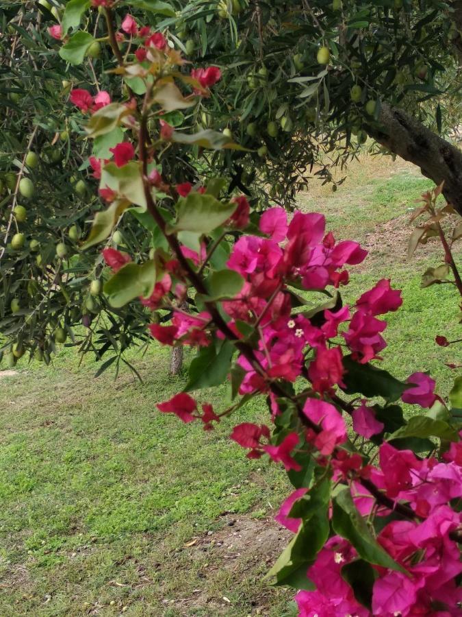 Ases Villa Lagonisi Halkidiki Órmosz Panajász Kültér fotó